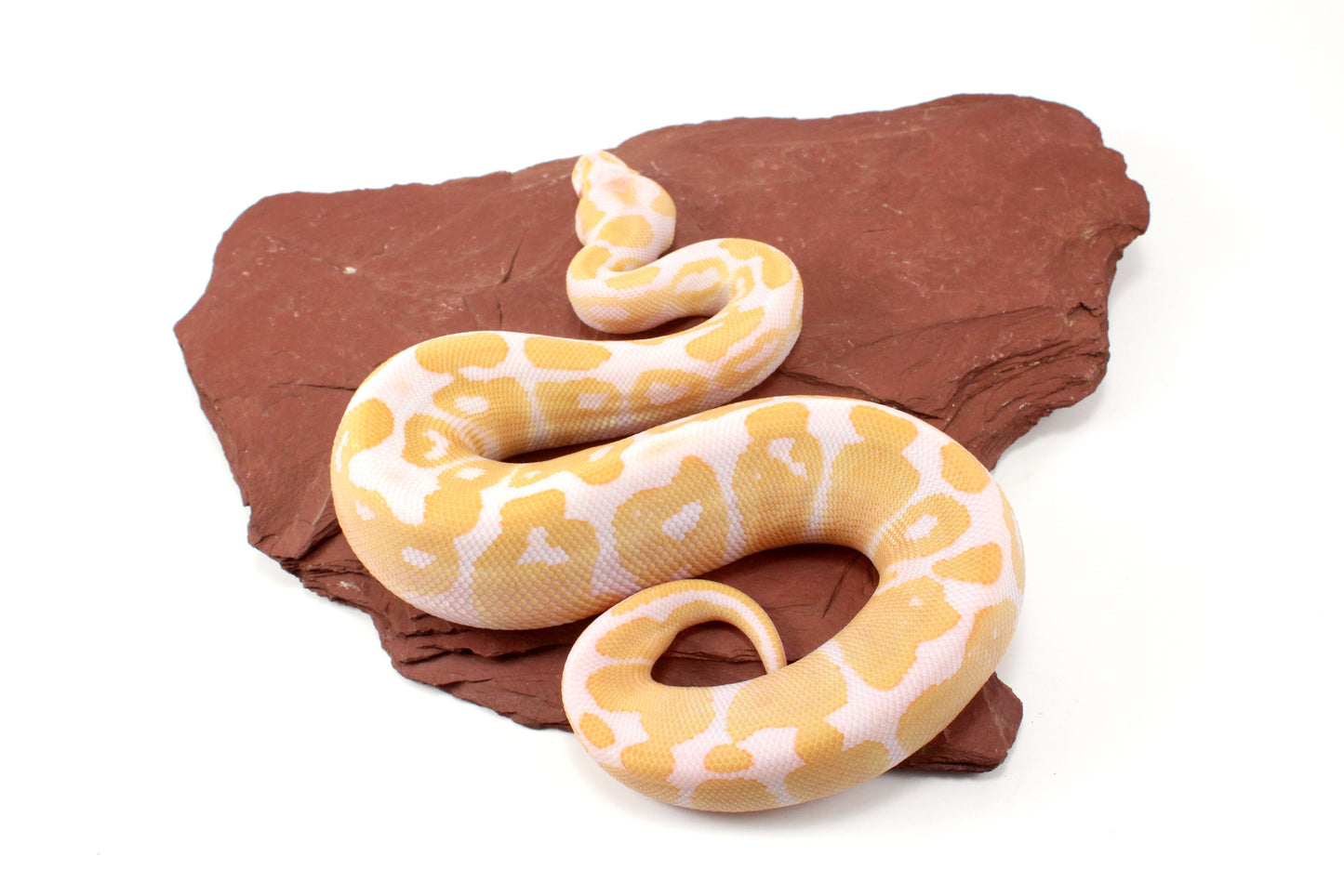 Albino Het Pied Ball Python