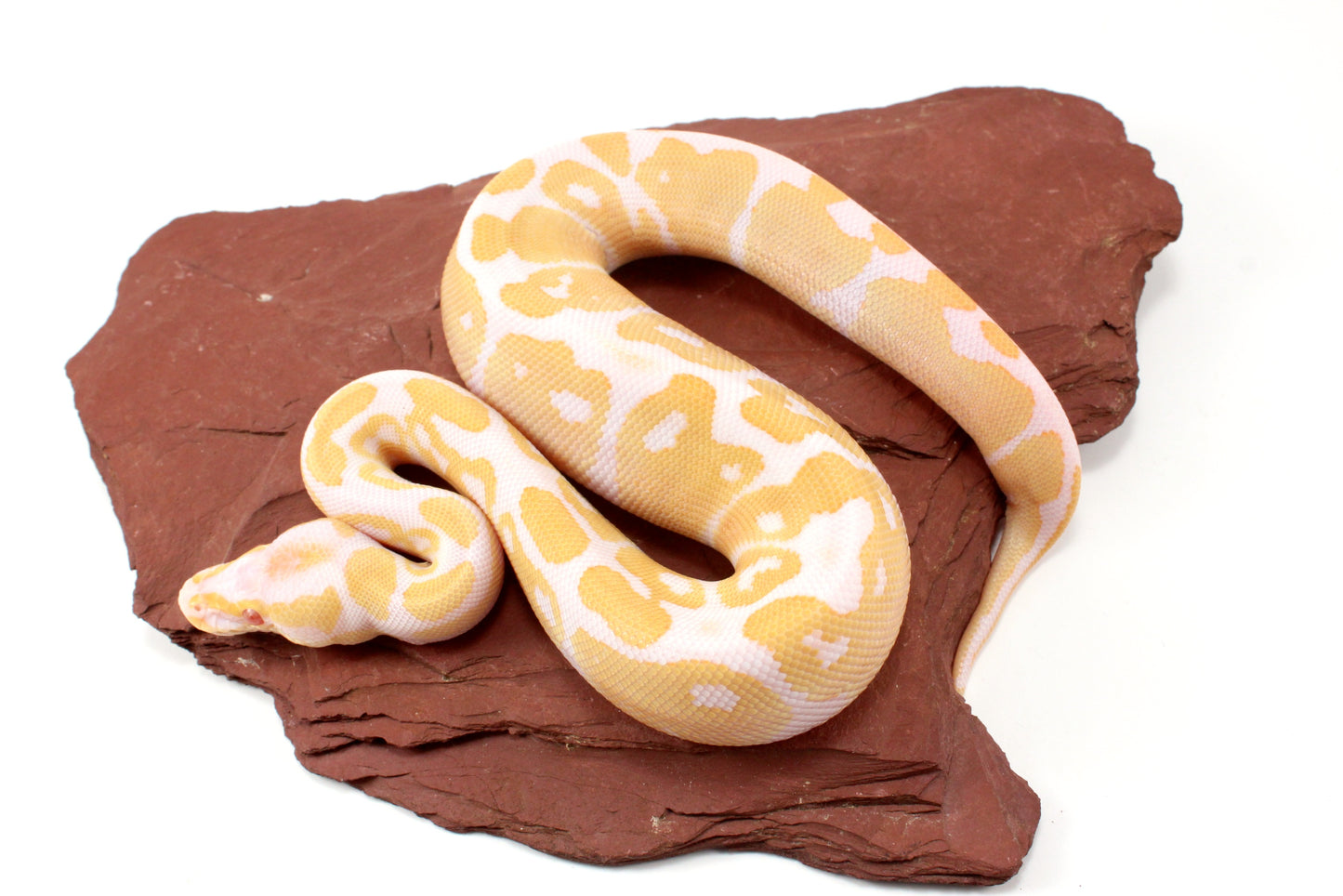 Albino Het Pied Ball Python