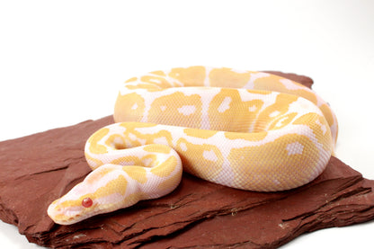 Albino Het Pied Ball Python