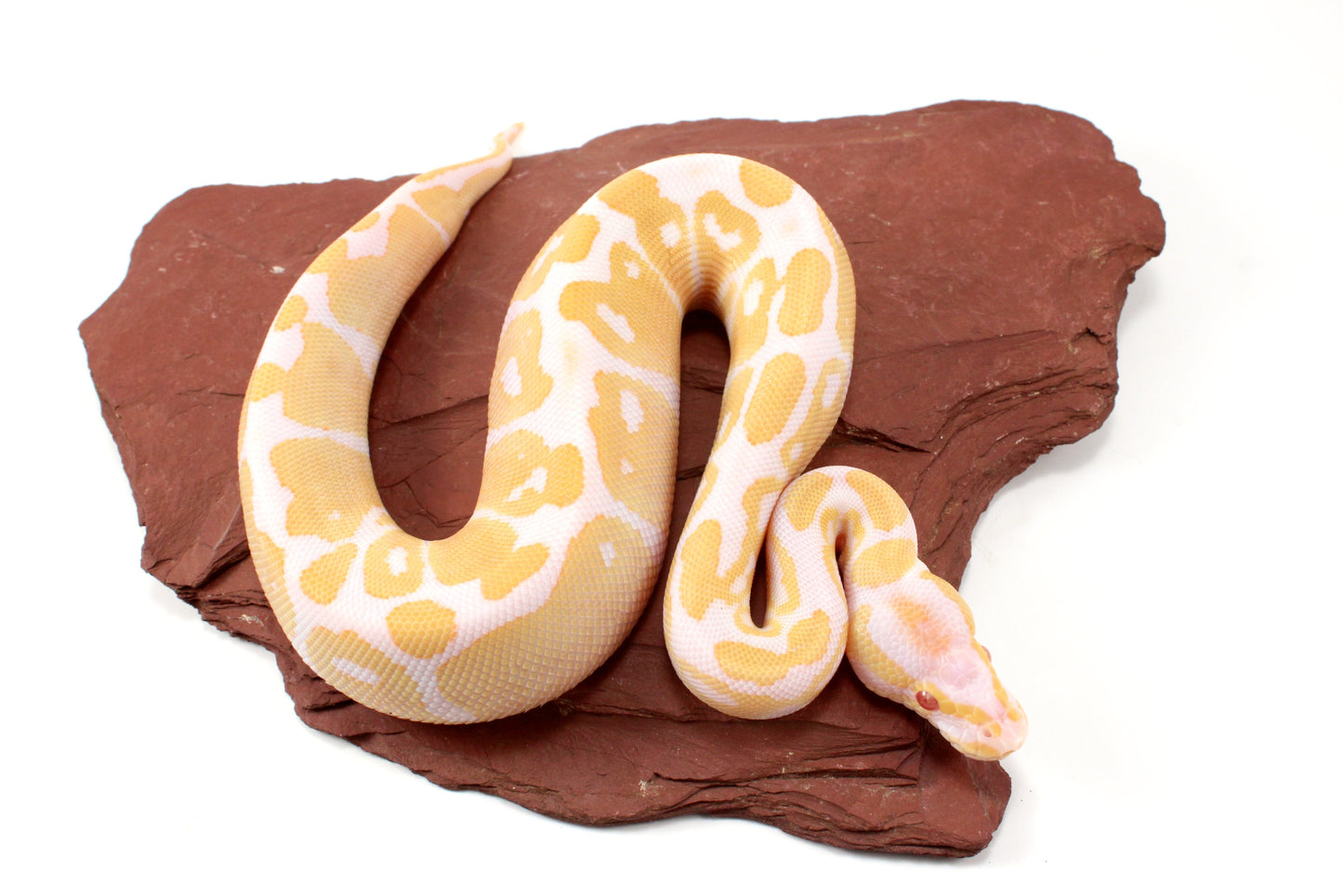 Albino Het Pied Ball Python