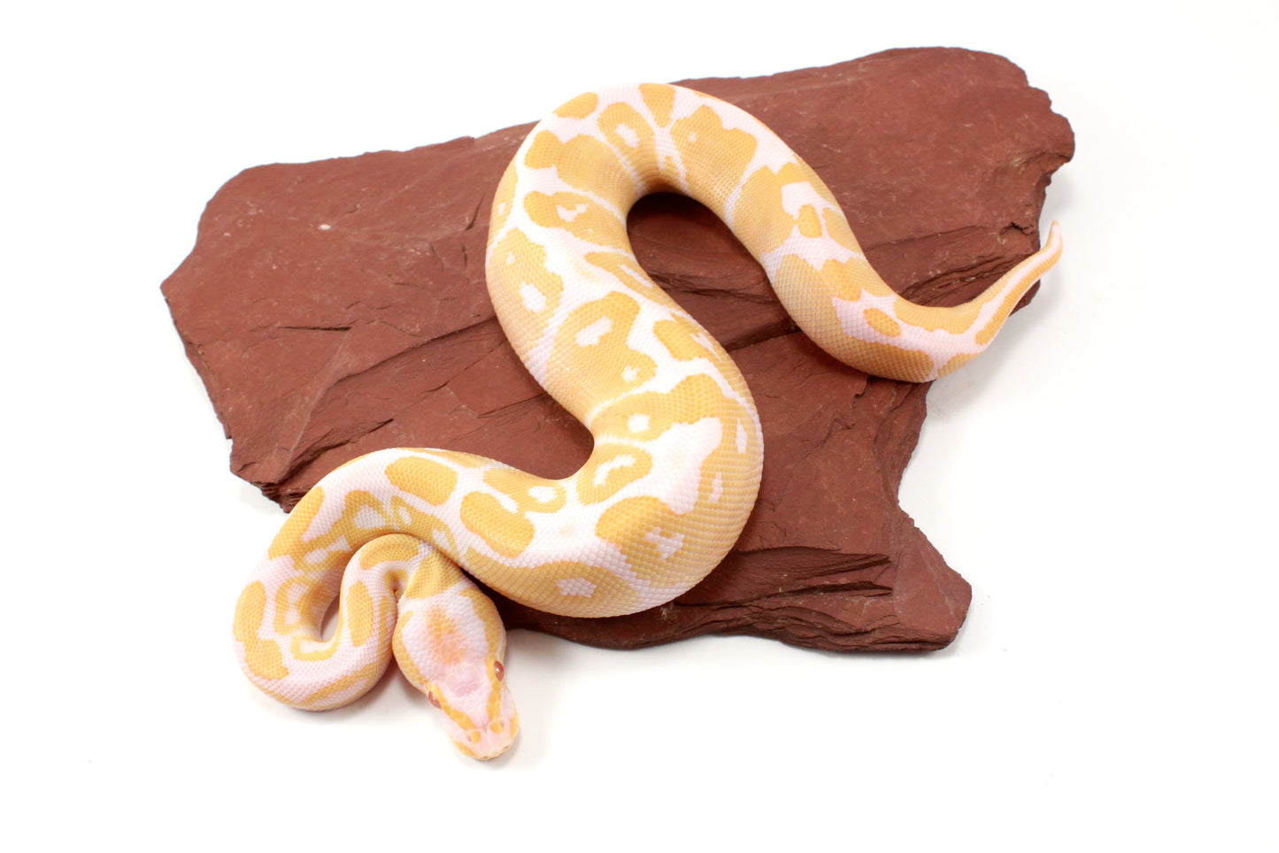 Albino Het Pied Ball Python