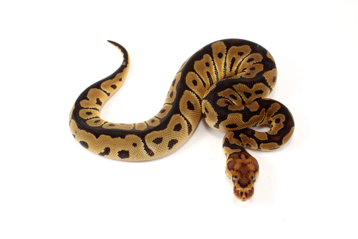 Clown het Desert Ghost Ball Python