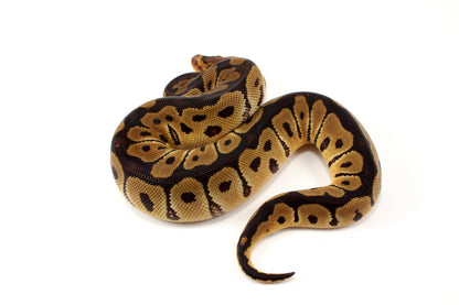 Clown het Desert Ghost Ball Python