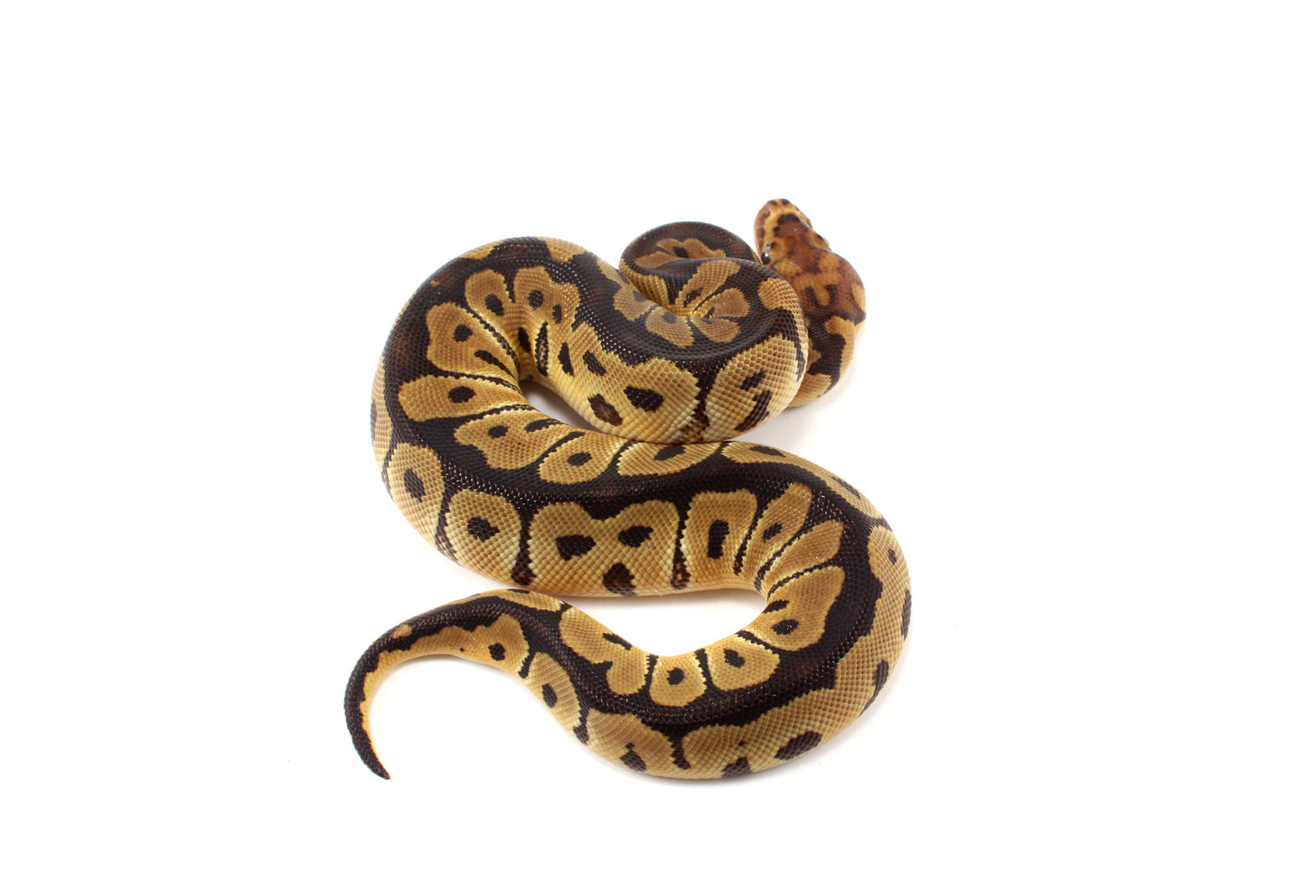 Clown het Desert Ghost Ball Python