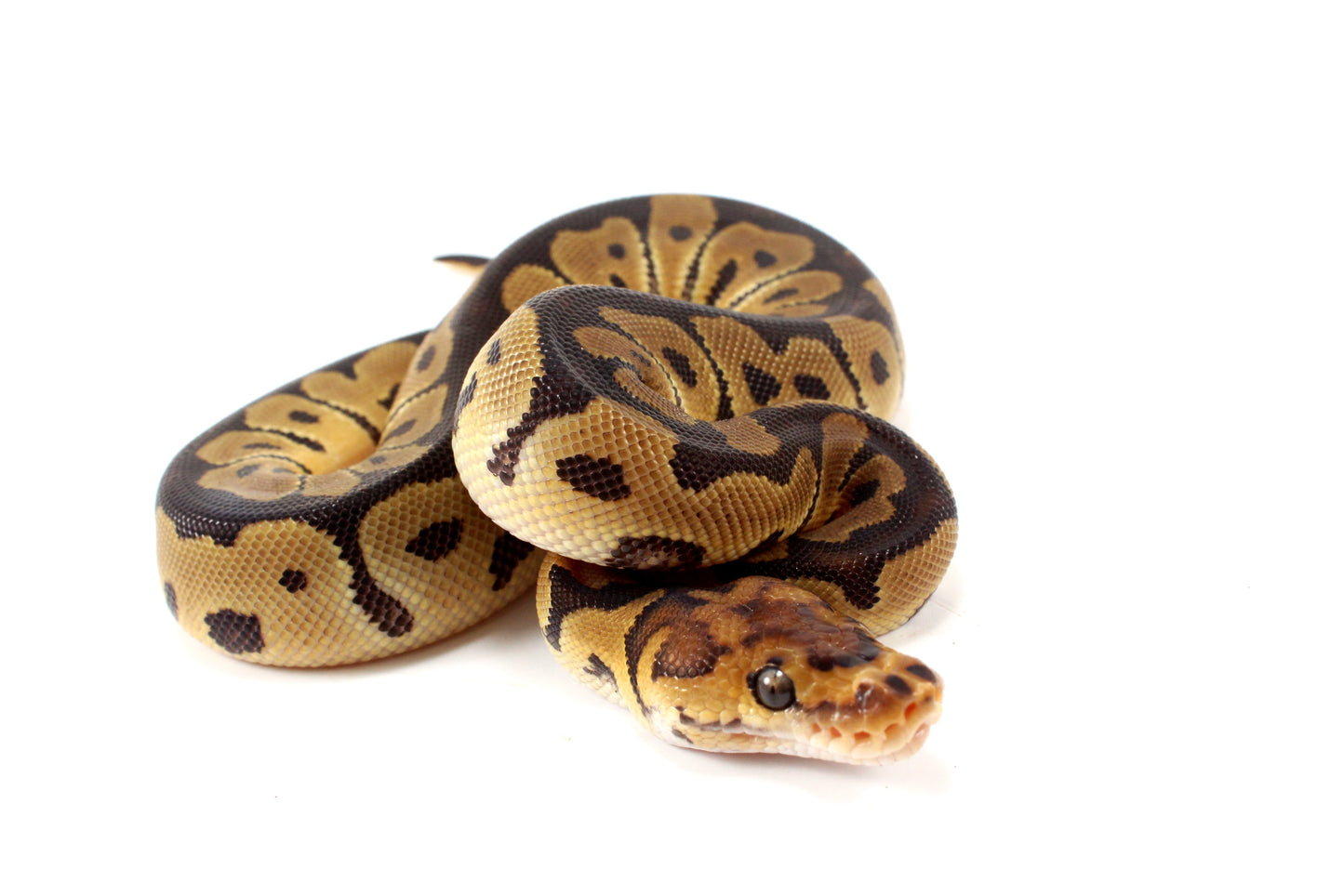 Clown het Desert Ghost Ball Python