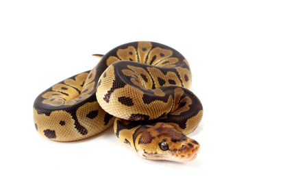 Clown het Desert Ghost Ball Python