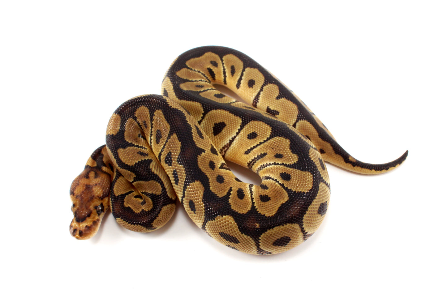 Clown het Desert Ghost Ball Python