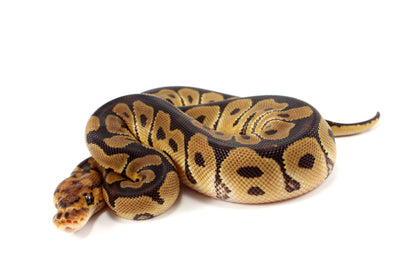 Clown het Desert Ghost Ball Python