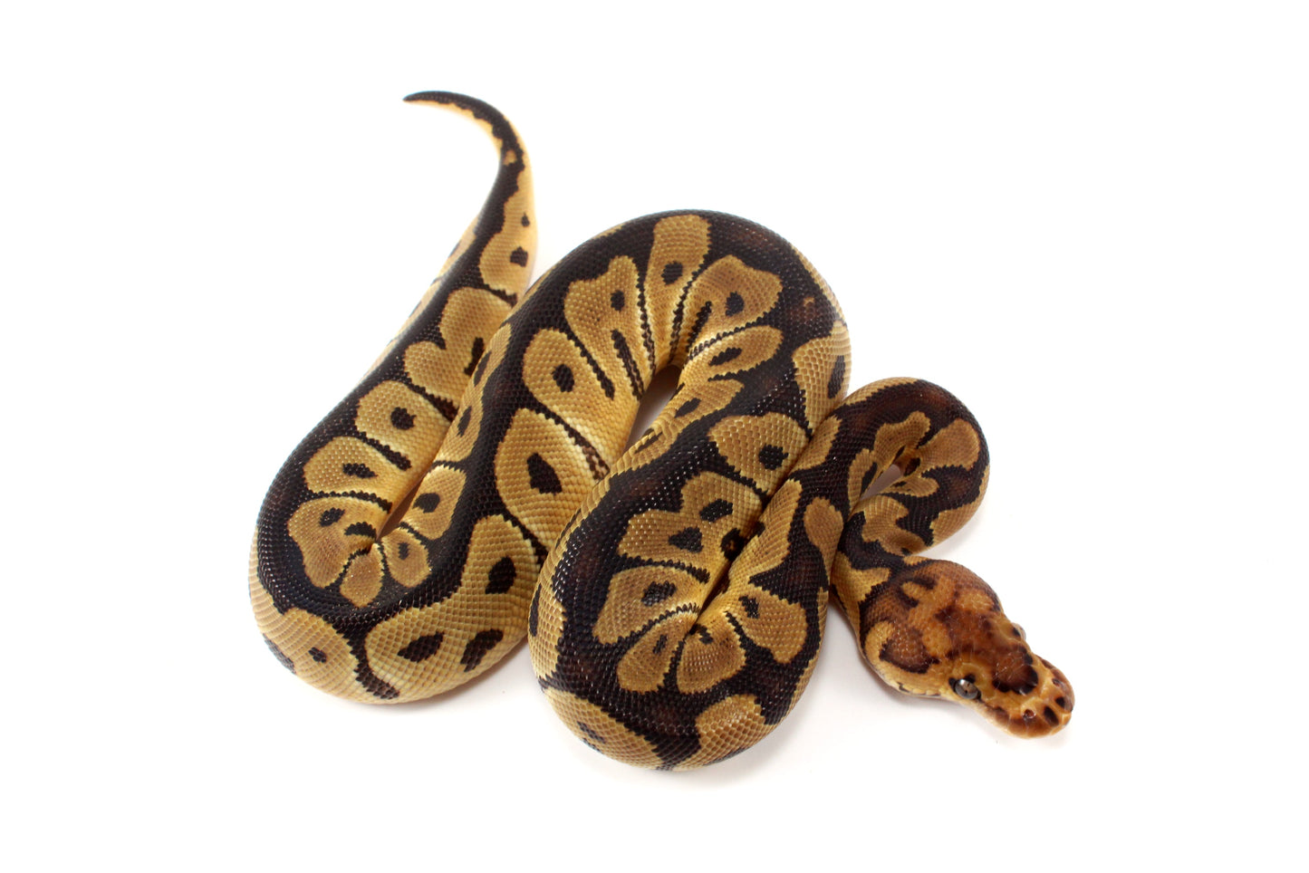 Clown het Desert Ghost Ball Python