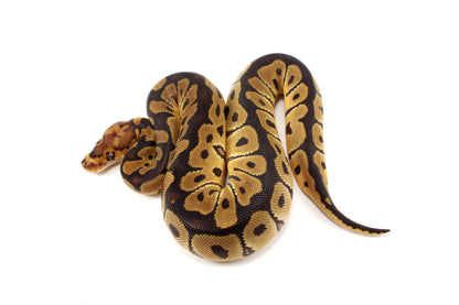 Clown het Desert Ghost Ball Python