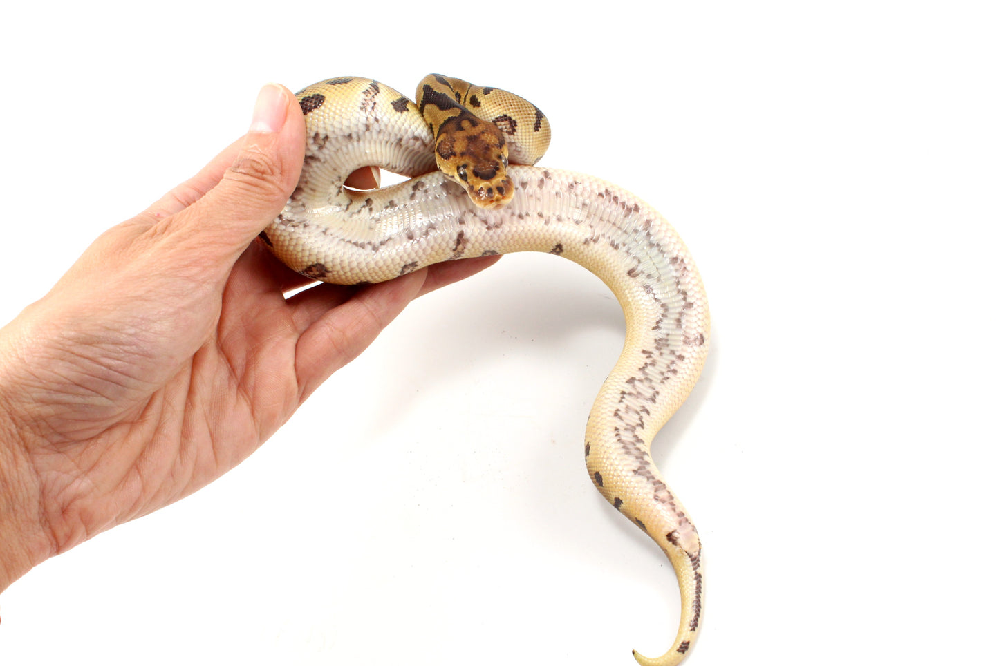 Clown het Desert Ghost Ball Python