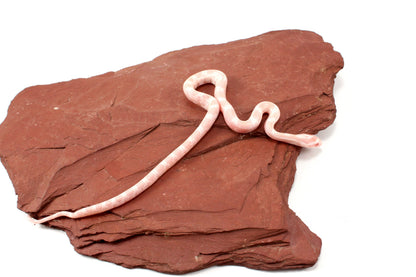 Snow Corn Snake