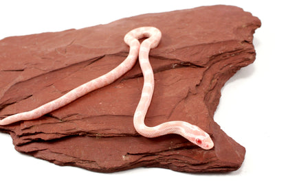 Snow Corn Snake