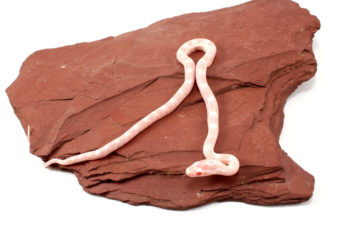 Snow Corn Snake