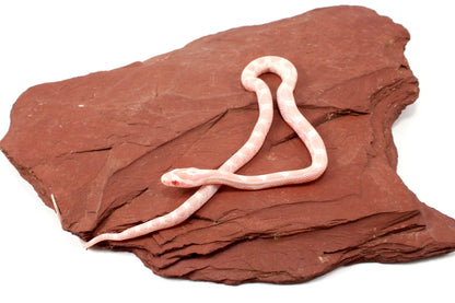 Snow Corn Snake