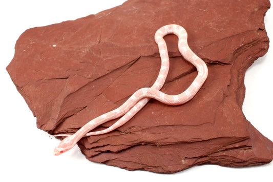 Snow Corn Snake