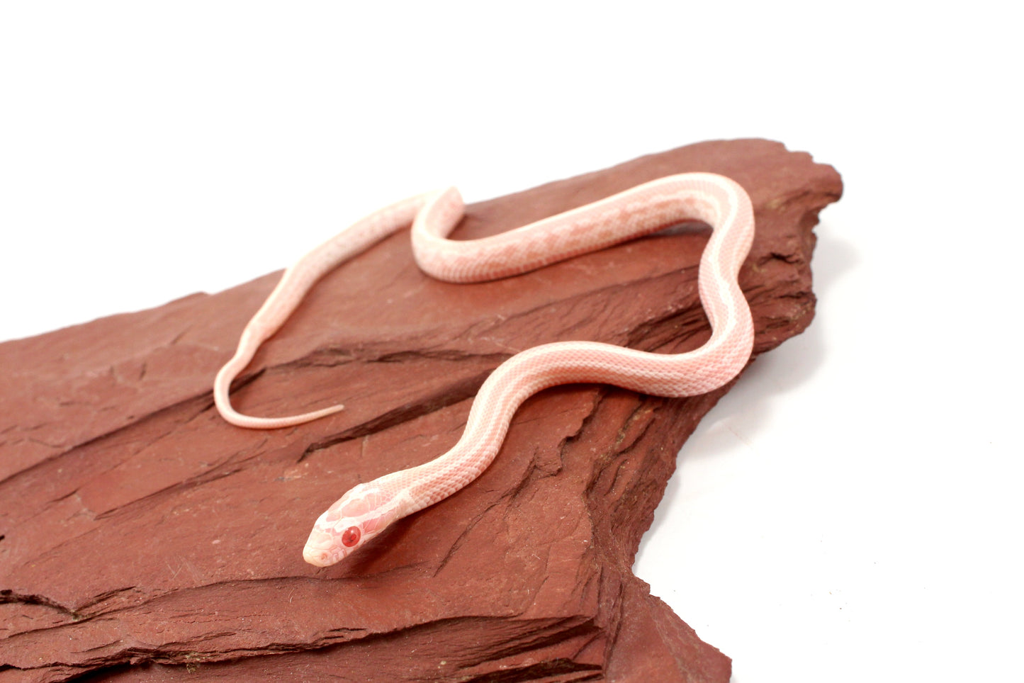 Snow Tessera Corn Snake