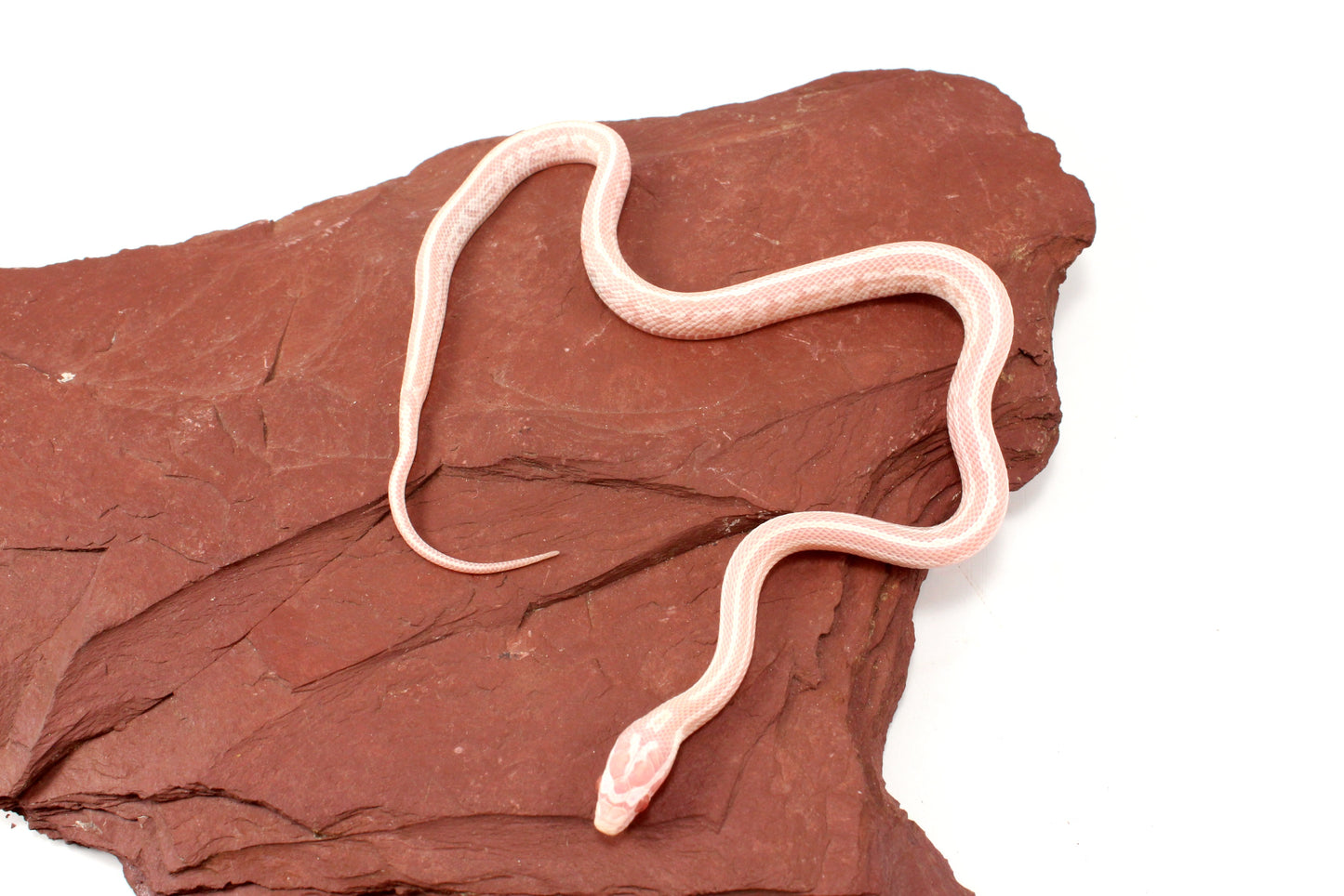 Snow Tessera Corn Snake