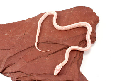 Snow Tessera Corn Snake