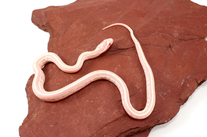 Snow Tessera Corn Snake