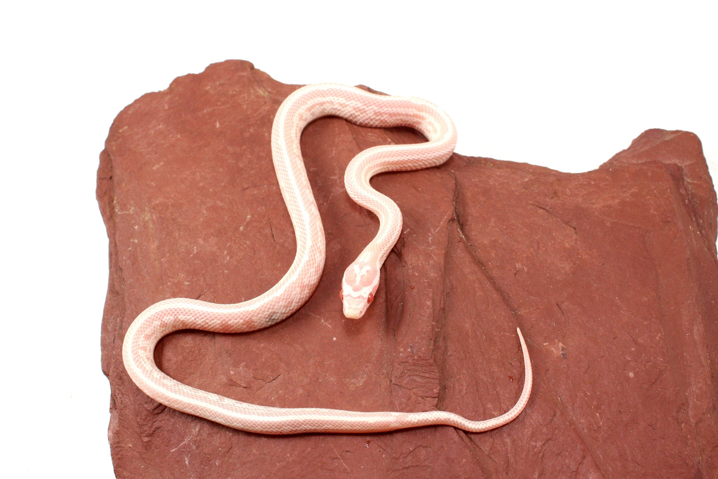 Snow Tessera Corn Snake