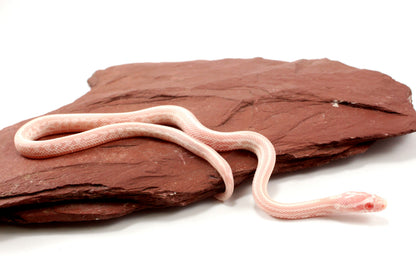 Snow Tessera Corn Snake