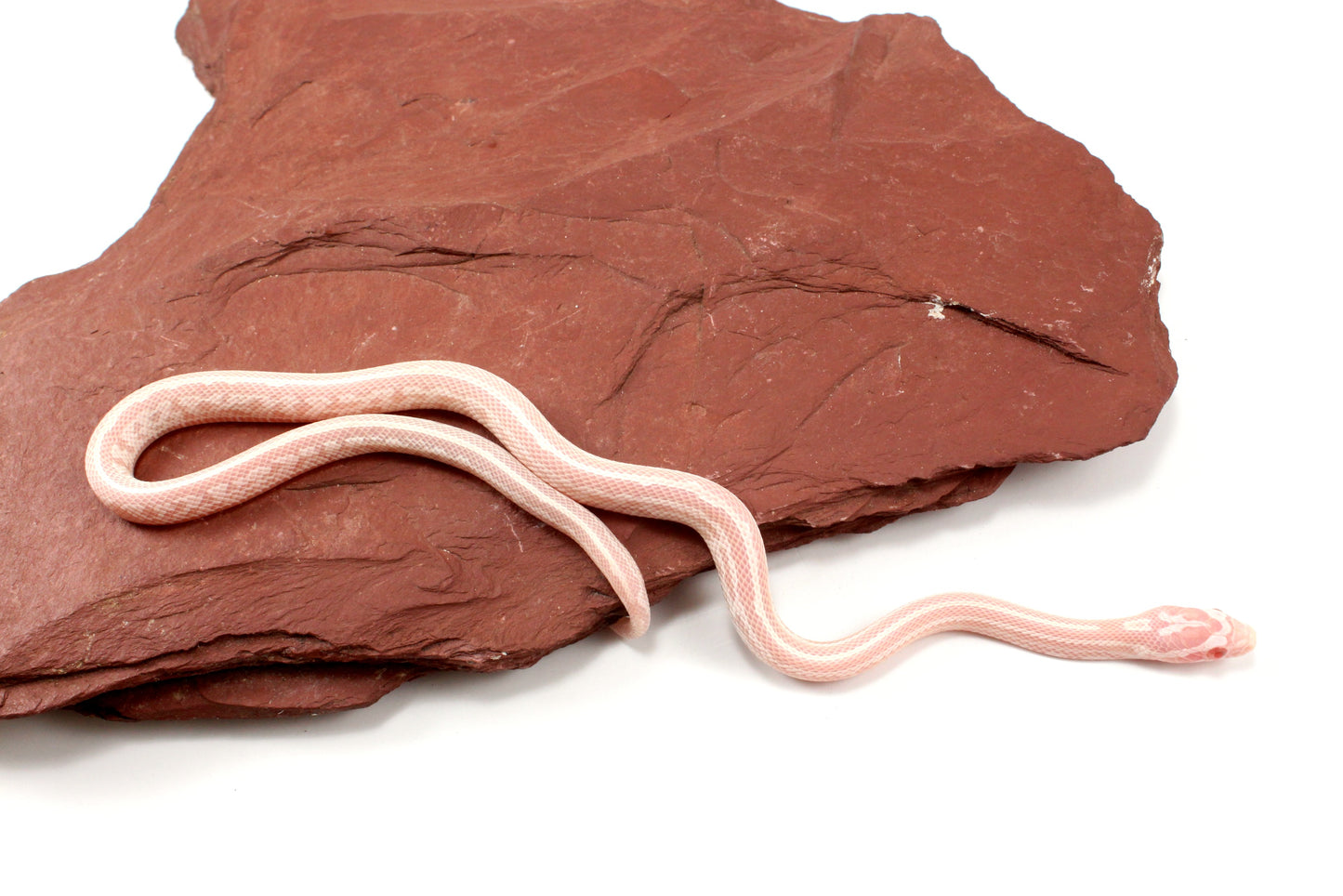 Snow Tessera Corn Snake