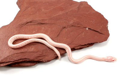 Snow Tessera Corn Snake