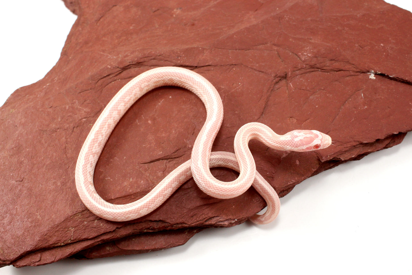 Snow Tessera Corn Snake