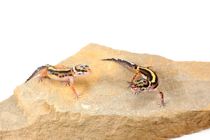 Striped Leopard Gecko