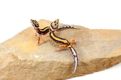 Striped Leopard Gecko