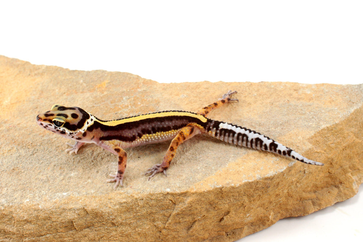 Striped Leopard Gecko