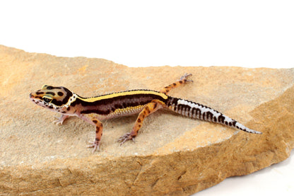 Striped Leopard Gecko