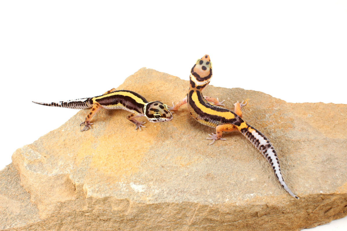 Striped Leopard Gecko