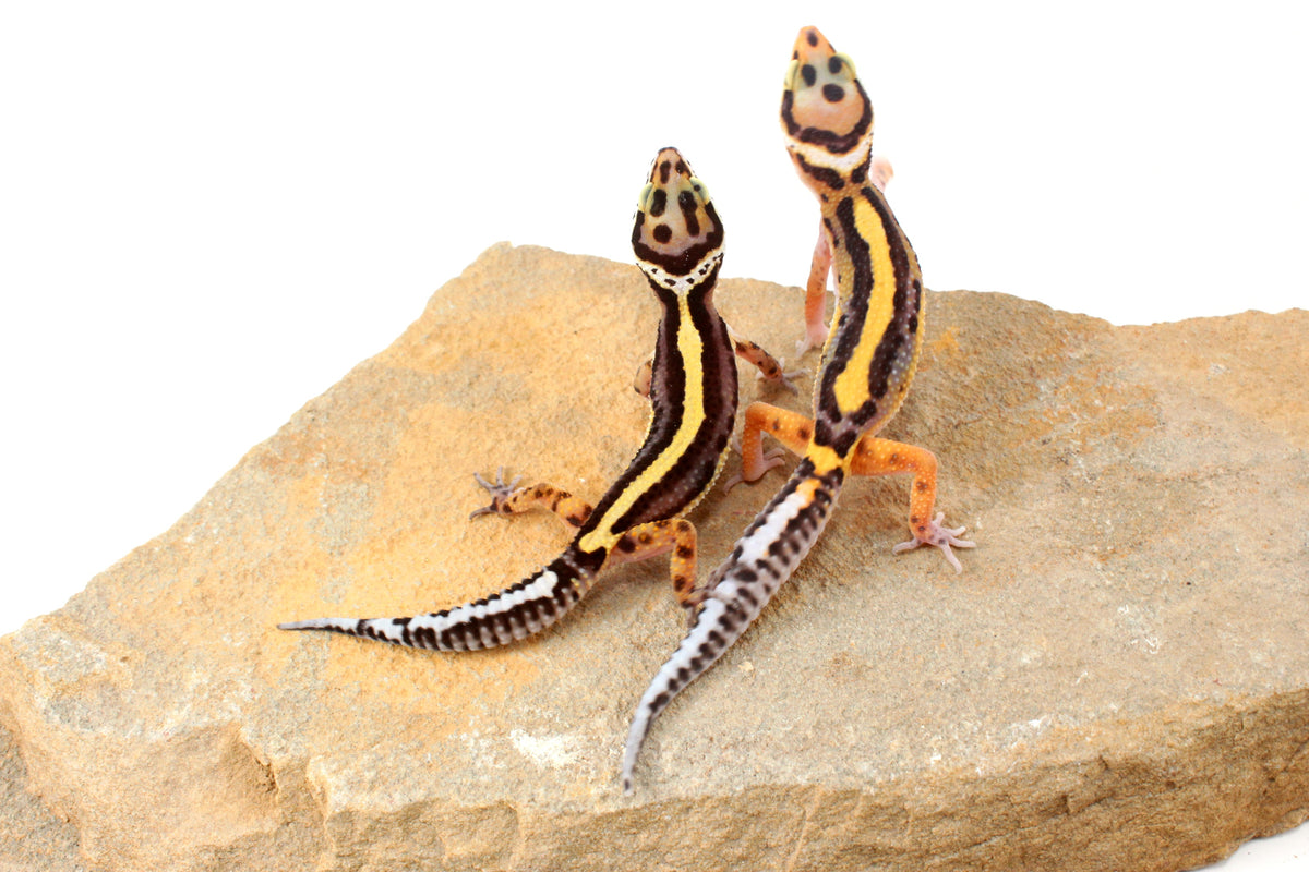 Striped Leopard Gecko