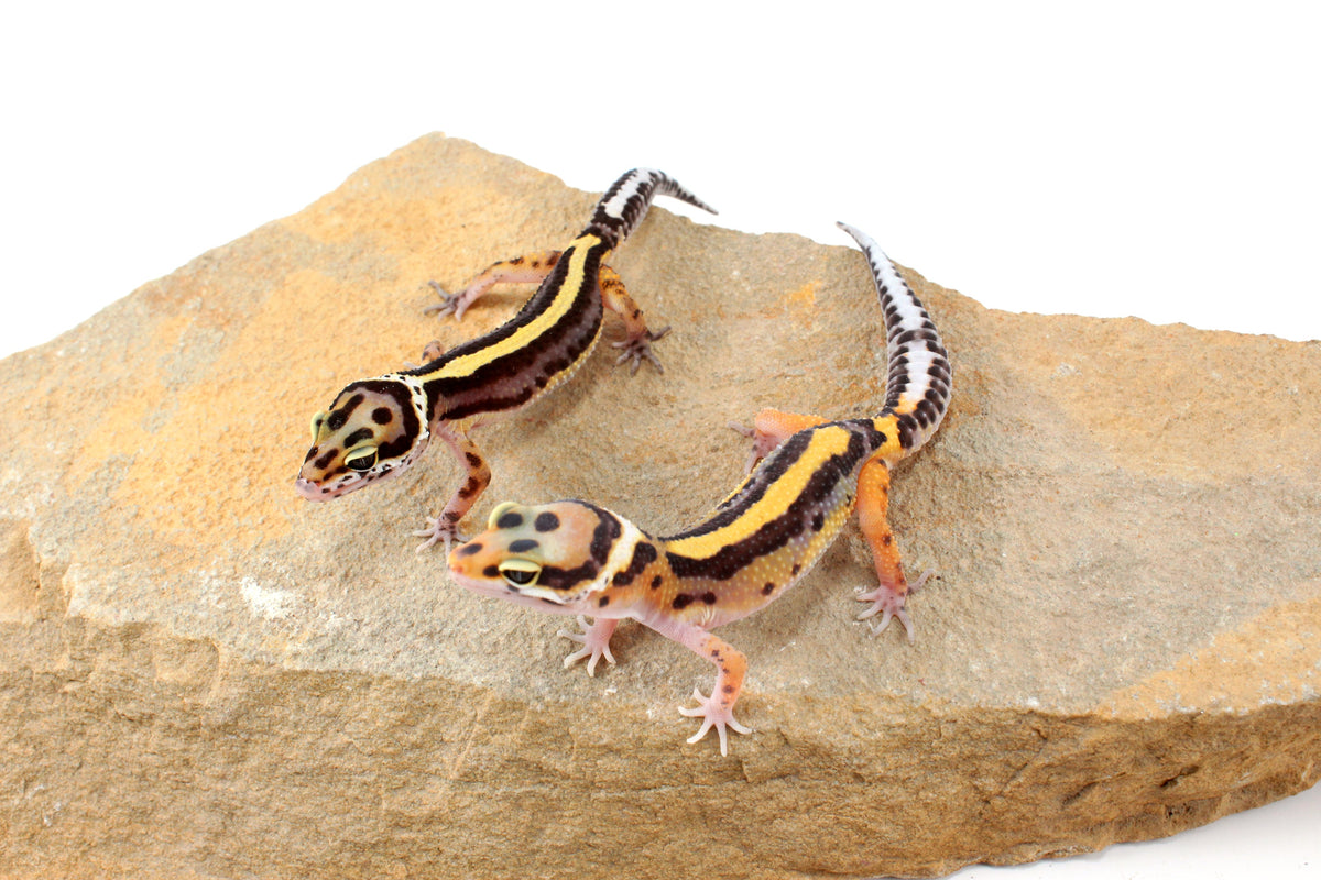 Striped Leopard Gecko