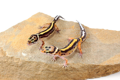 Striped Leopard Gecko