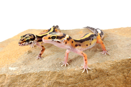 Striped Leopard Gecko