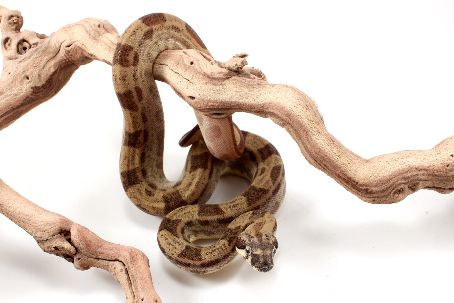 Hypo Motley h. VPI Colombian Boa