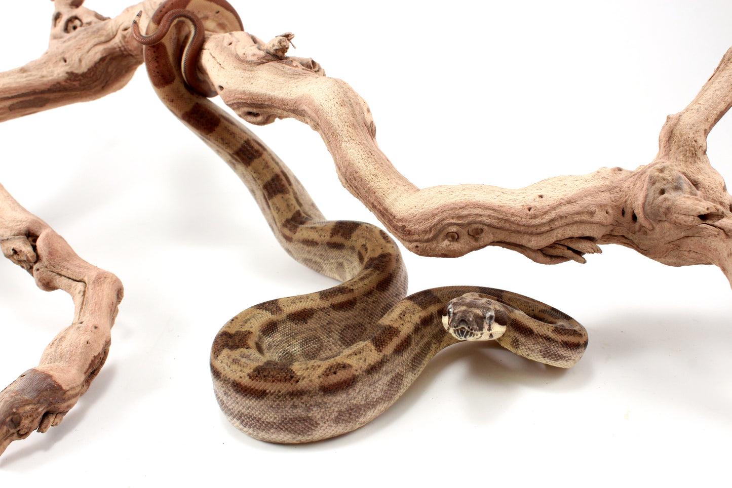 Hypo Motley h. VPI Colombian Boa