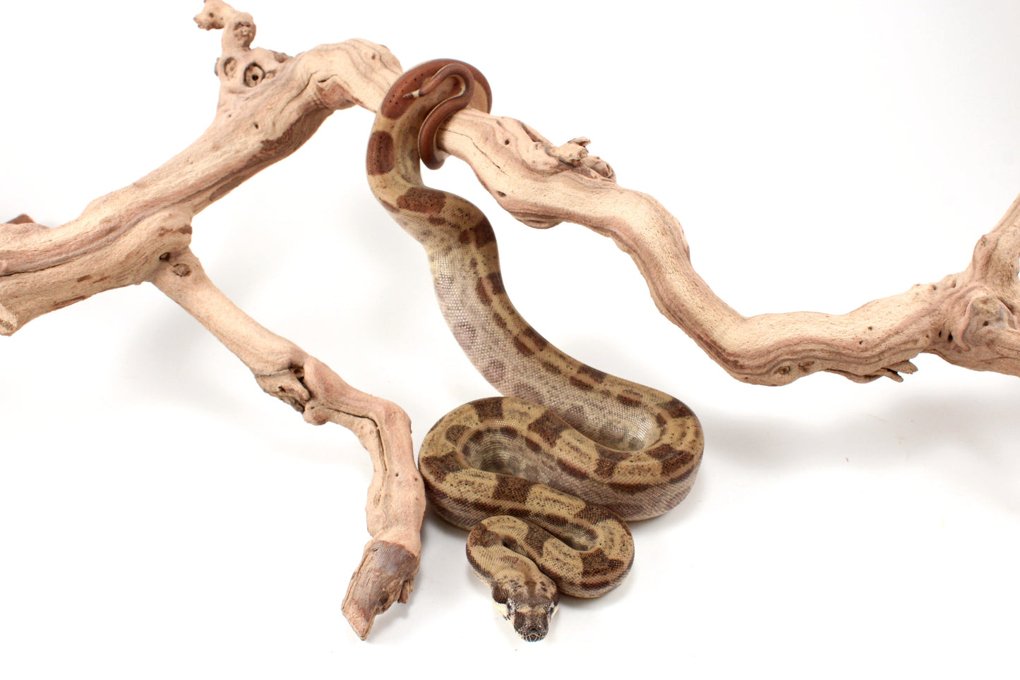 Hypo Motley h. VPI Colombian Boa