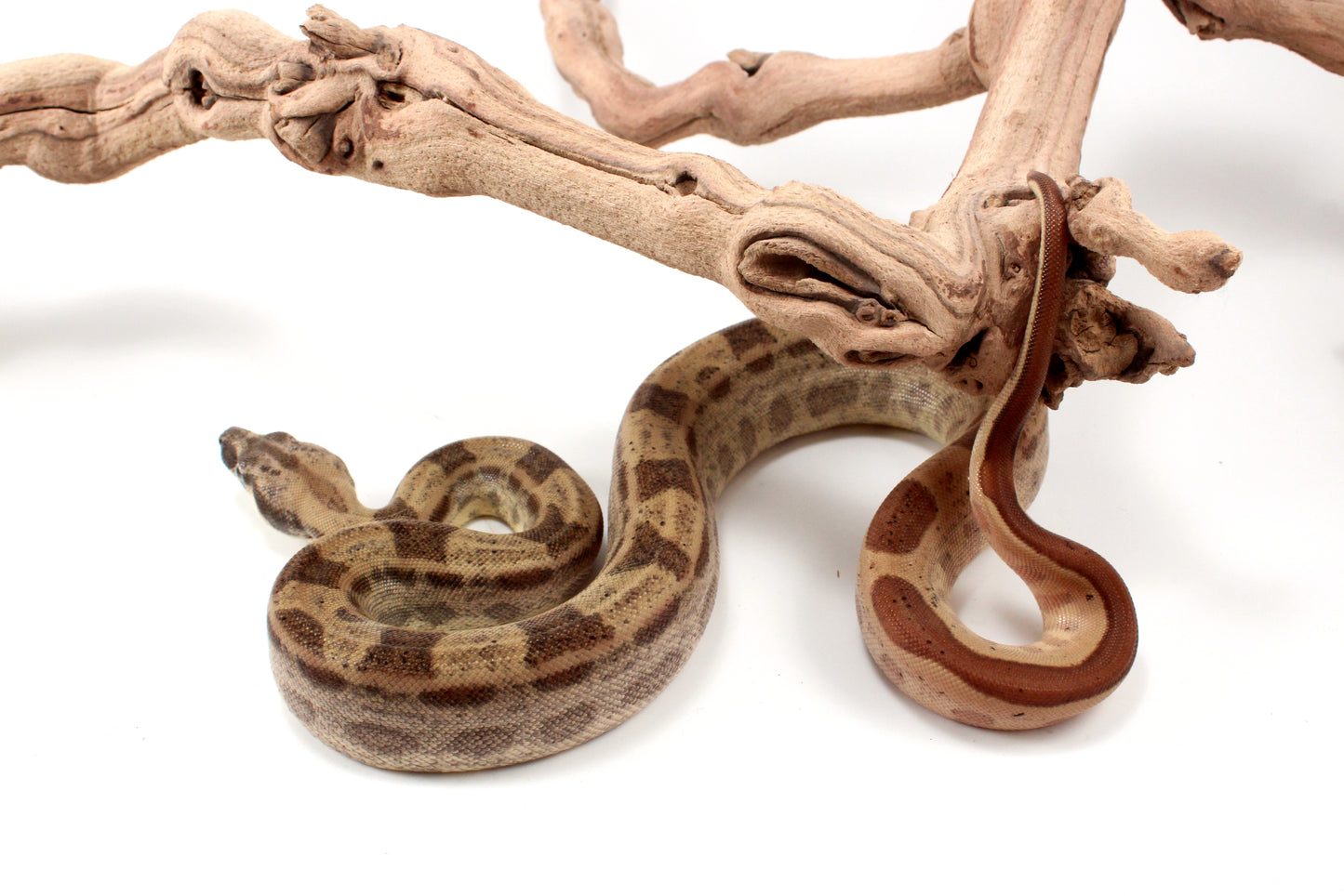 Hypo Motley h. VPI Colombian Boa