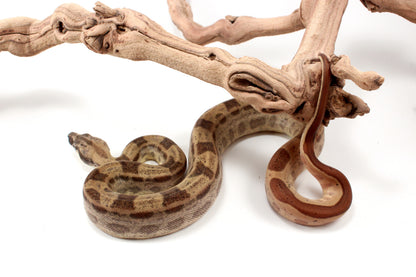 Hypo Motley h. VPI Colombian Boa