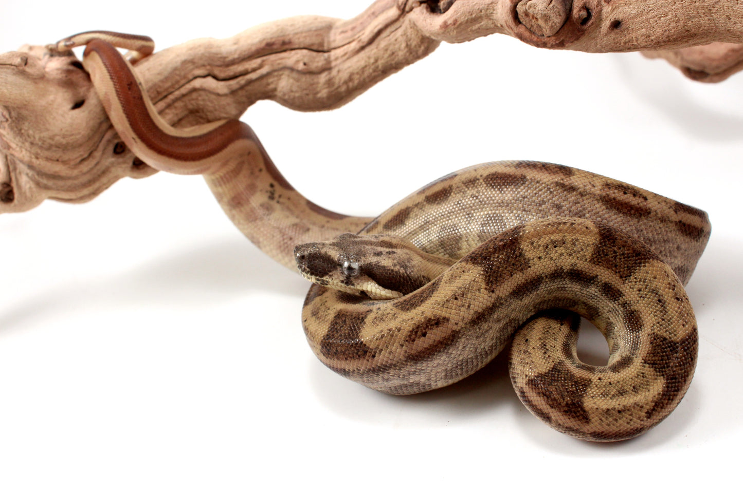 Hypo Motley h. VPI Colombian Boa