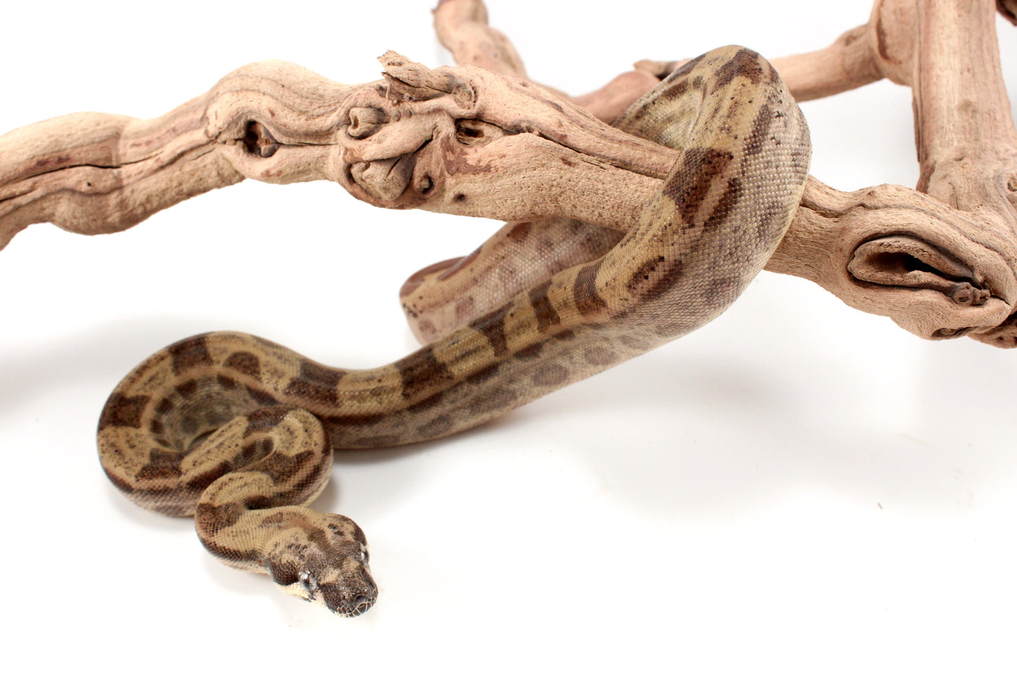 Hypo Motley h. VPI Colombian Boa