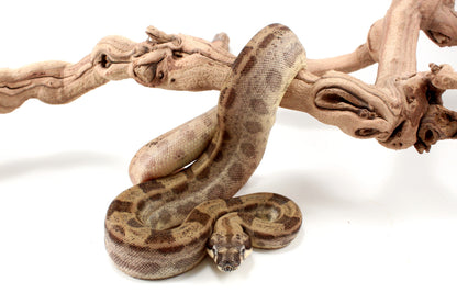 Hypo Motley h. VPI Colombian Boa