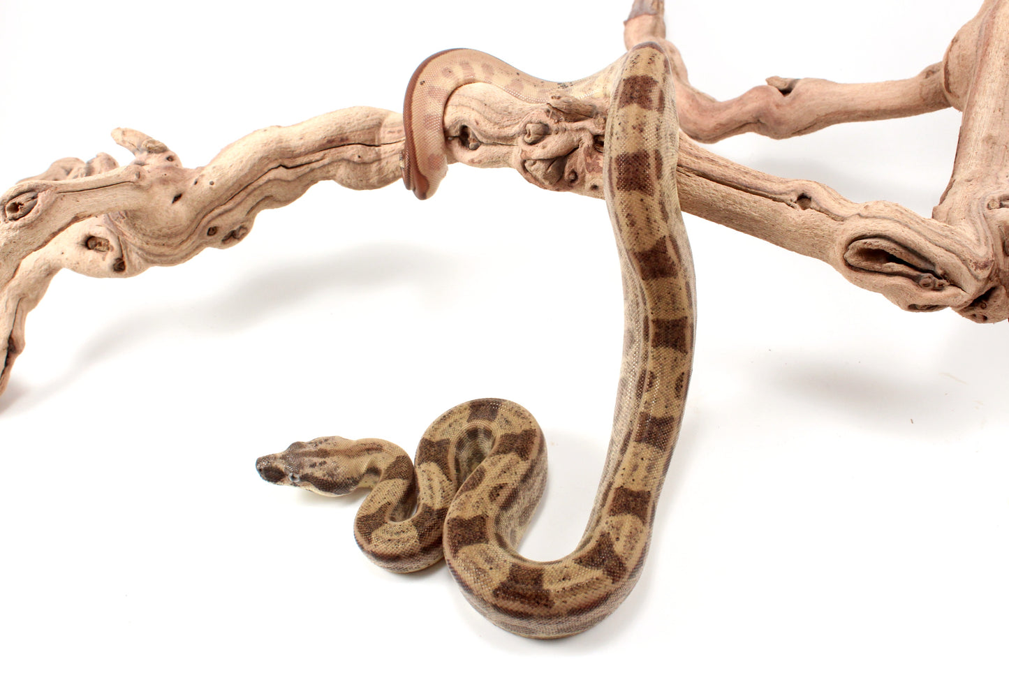 Hypo Motley h. VPI Colombian Boa