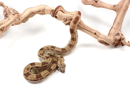 Hypo Motley h. VPI Colombian Boa