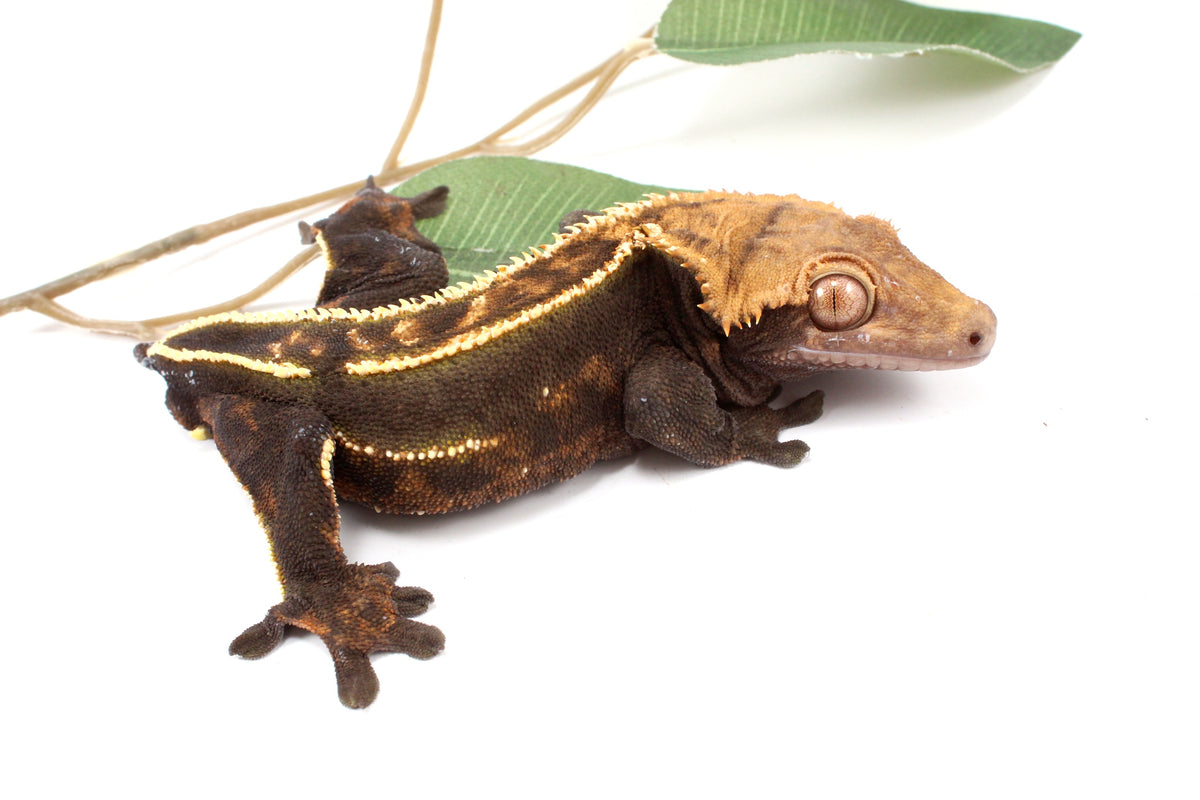 Dark Chocolate Crested Gecko - Tailess