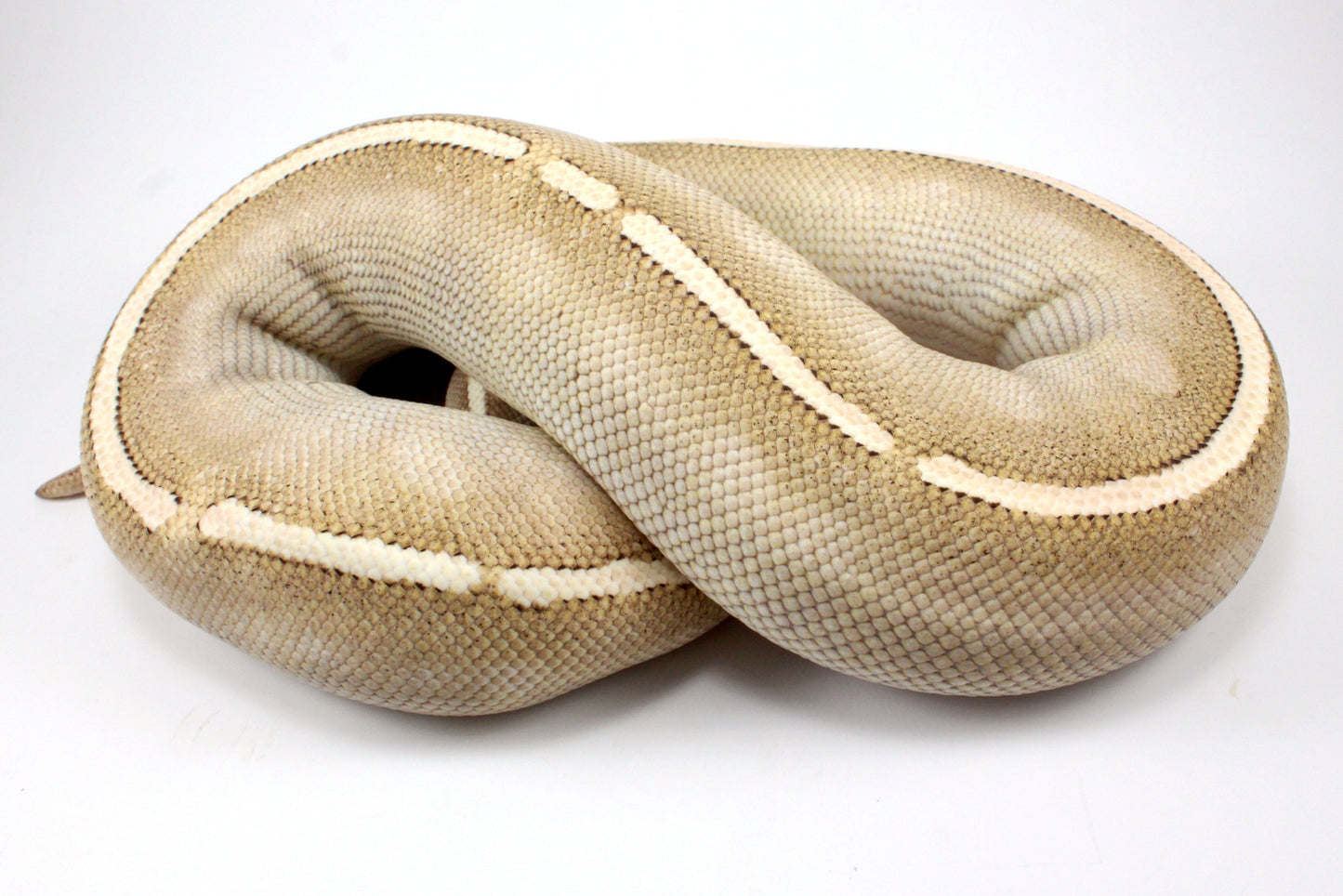 Mystic Potion Ball Python